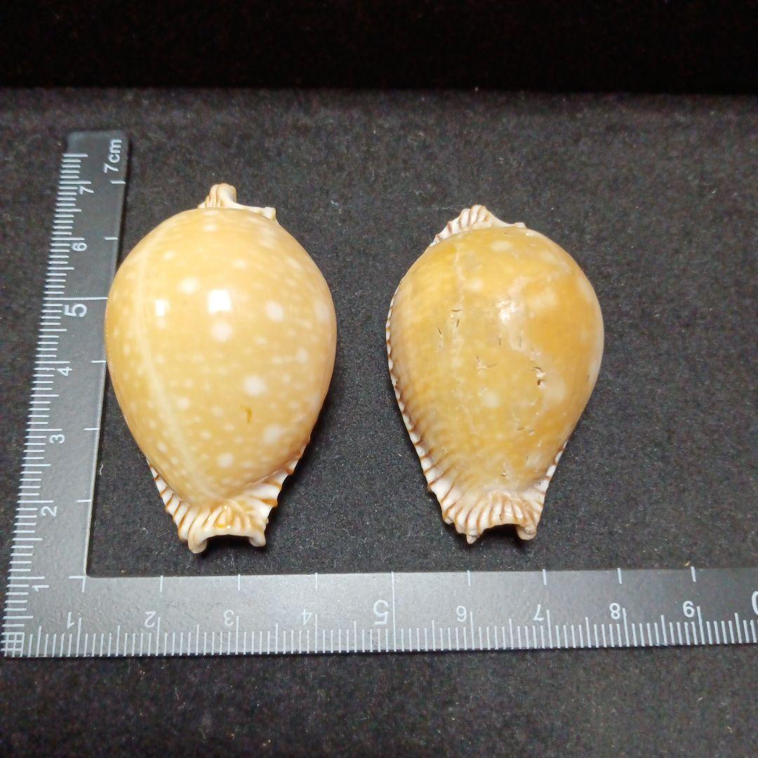 タカラガイセット