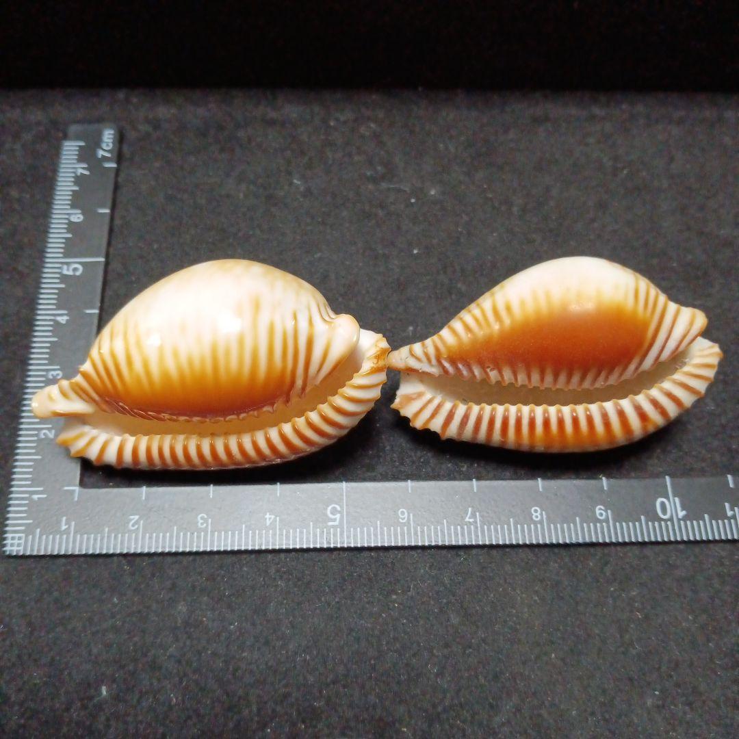 タカラガイセット