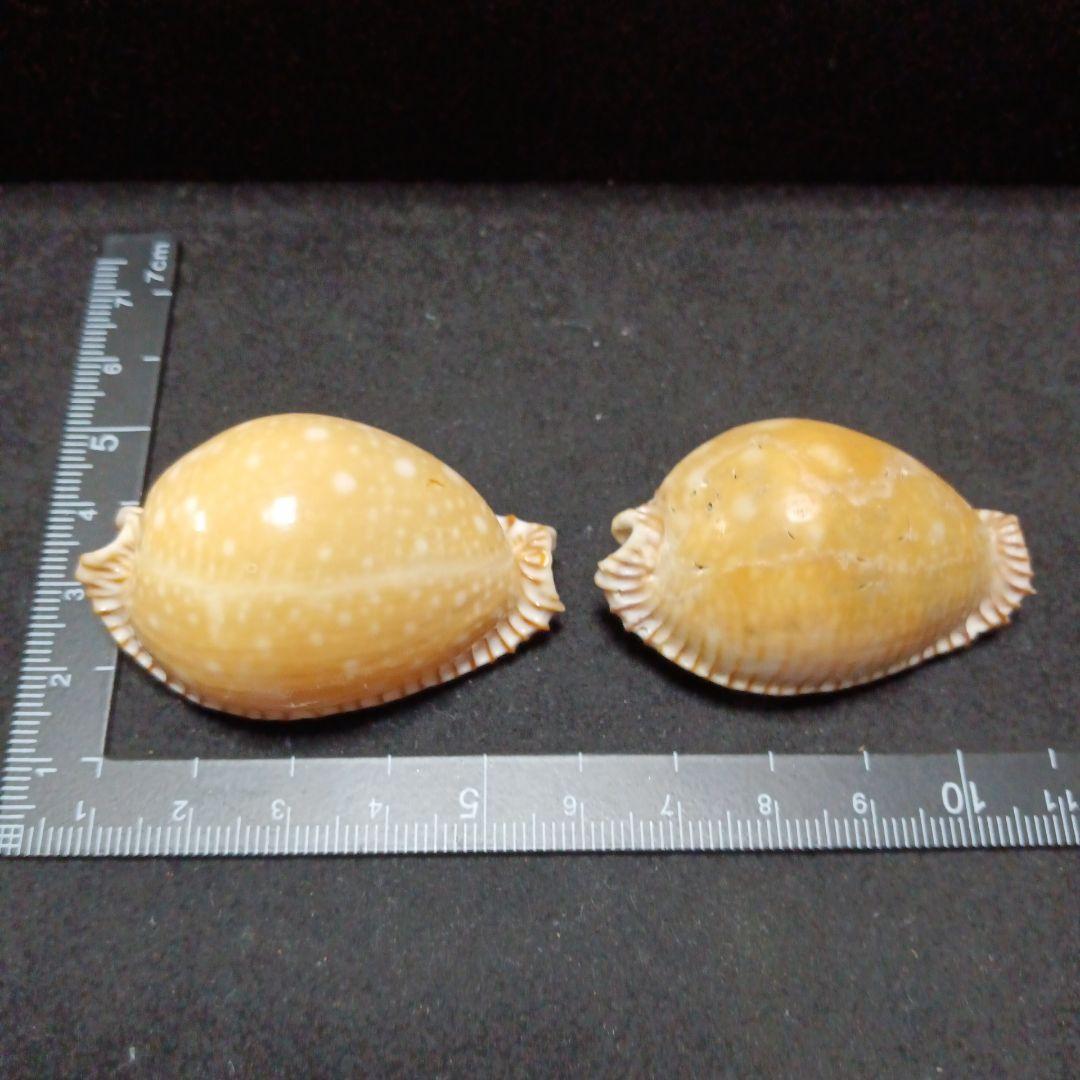 タカラガイセット