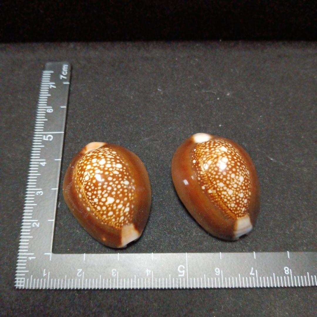 タカラガイセット