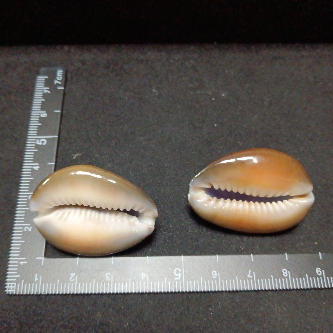 タカラガイセット