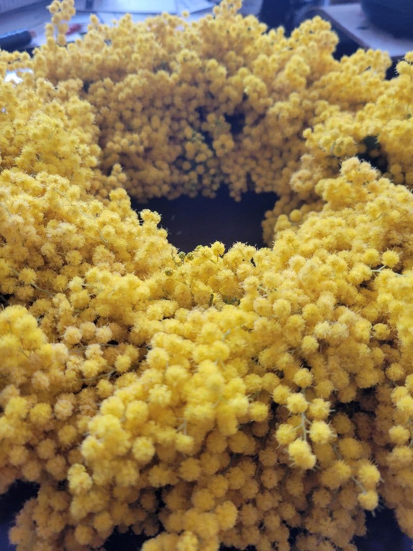 ゆらら フレッシュミモザリース