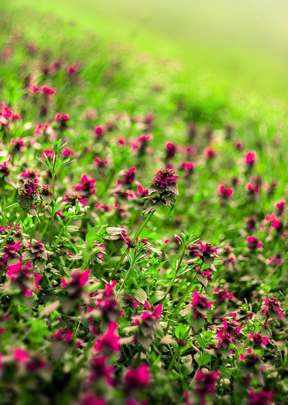 70 デッドストック　ぐるぐるボケレンズ　ヘリオス　44-2　M42アダプター付