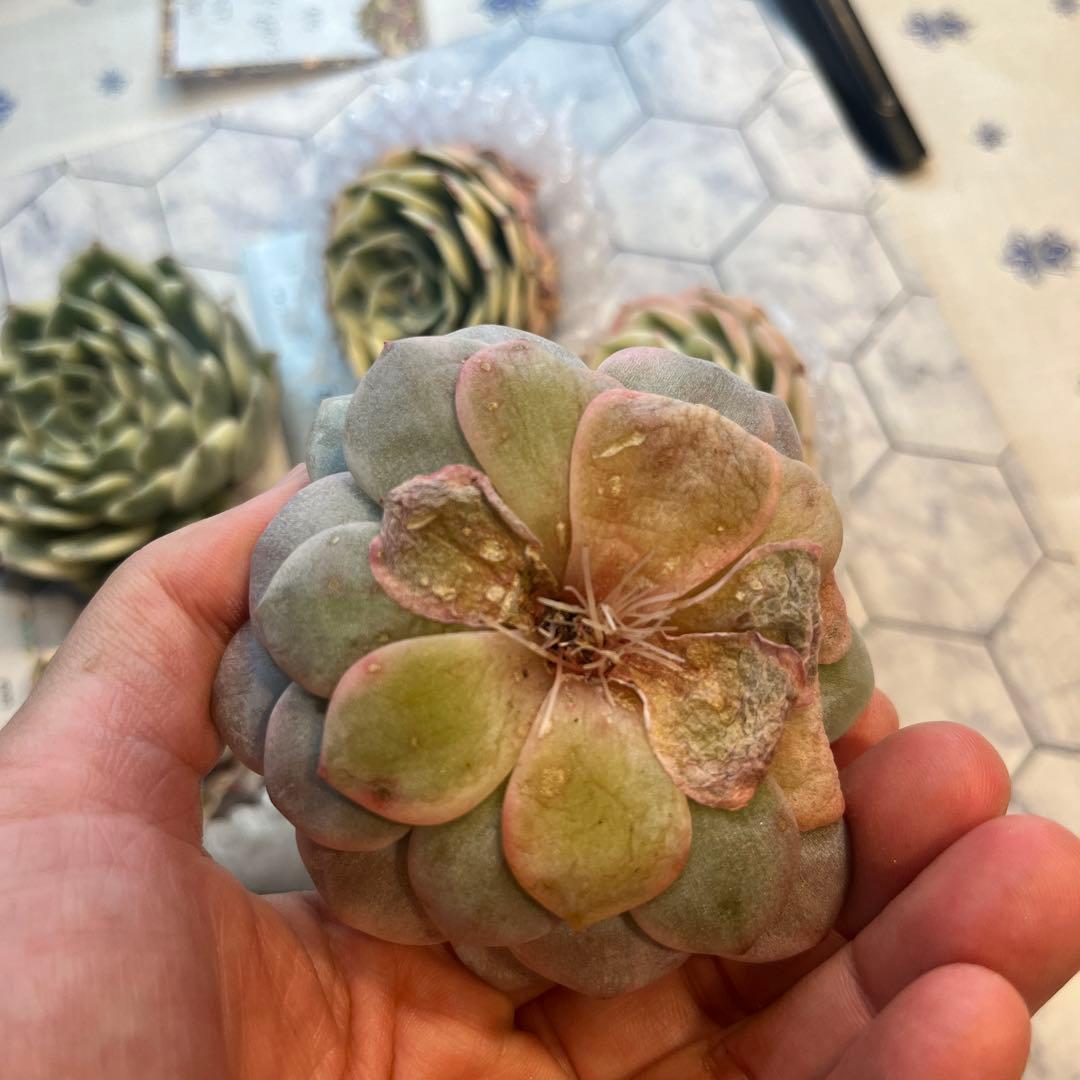 まえちゃん　韓国苗セット