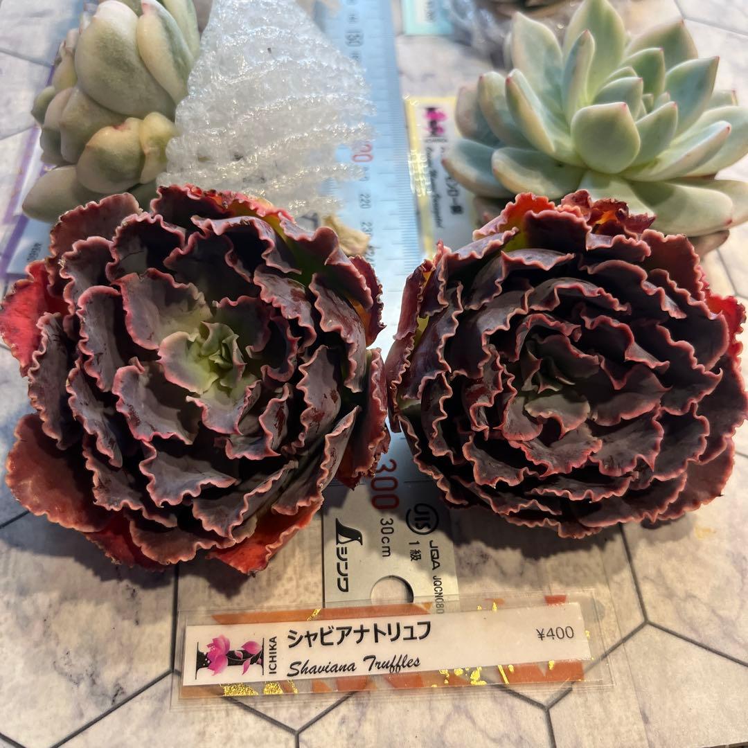 まえちゃん　韓国苗セット