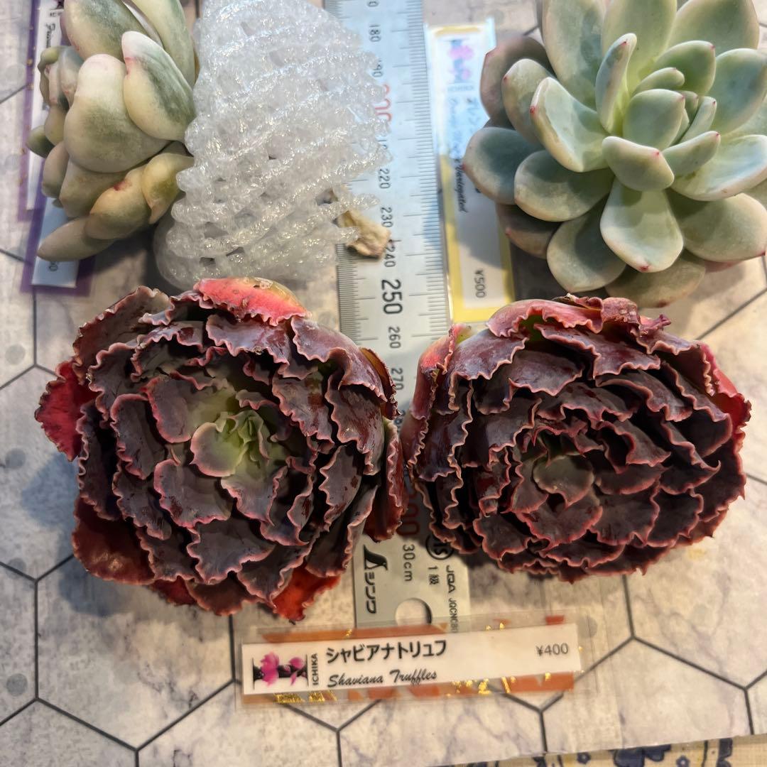 まえちゃん　韓国苗セット