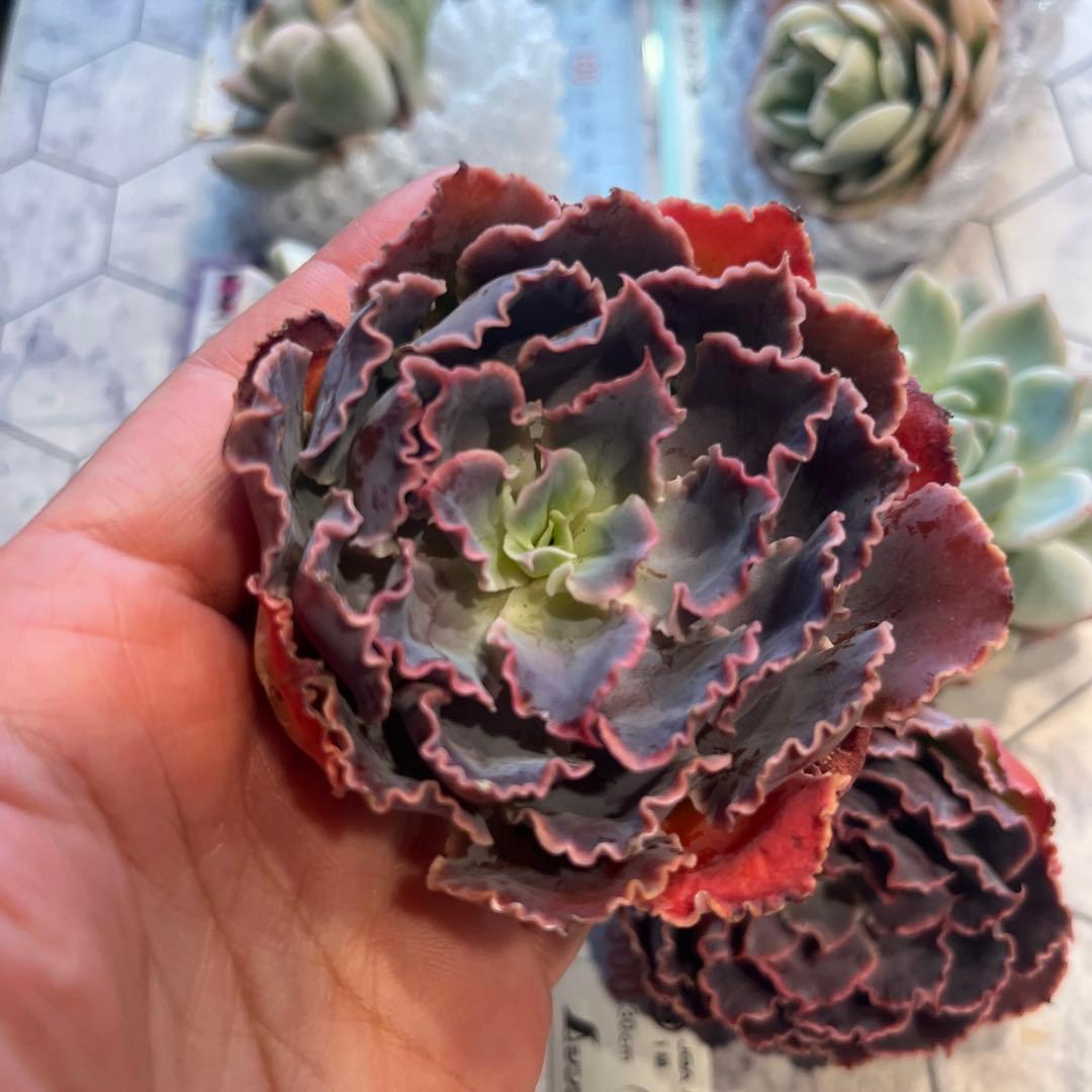 まえちゃん　韓国苗セット