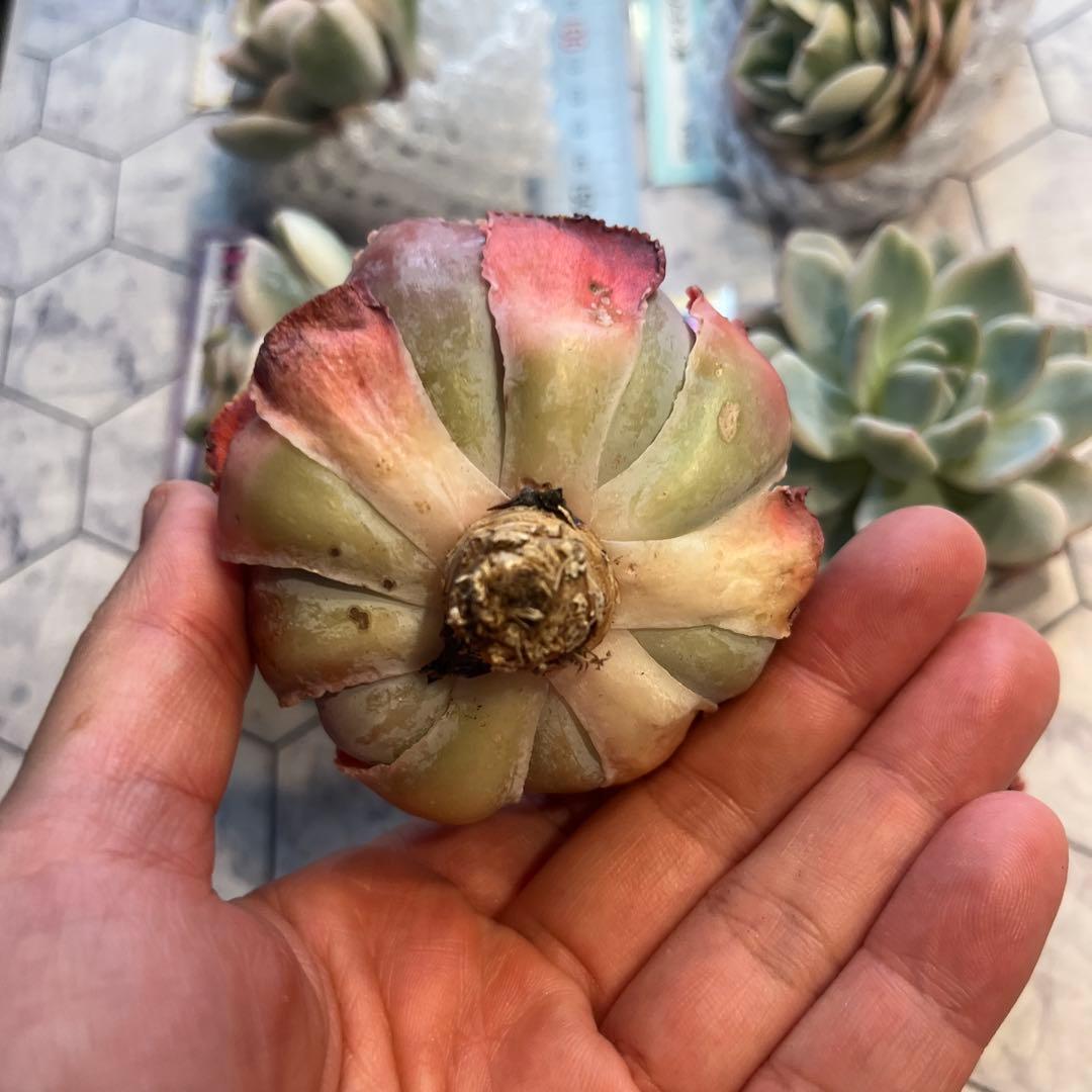 まえちゃん　韓国苗セット