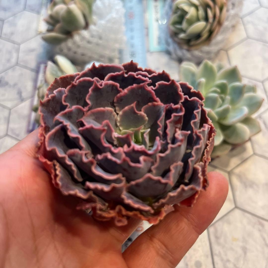 まえちゃん　韓国苗セット