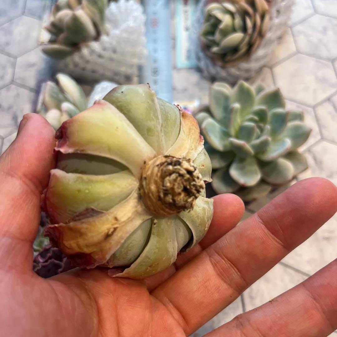 まえちゃん　韓国苗セット