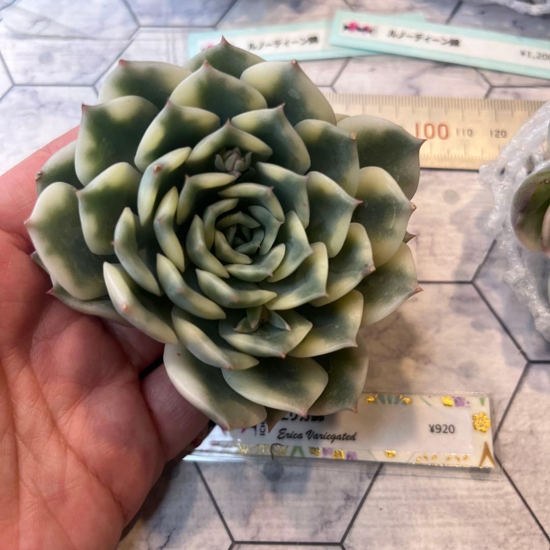 まえちゃん　韓国苗セット