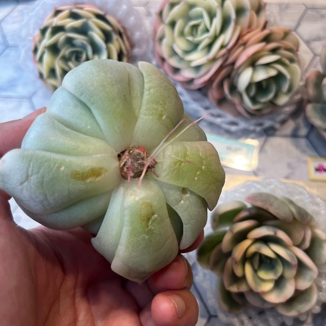 まえちゃん　韓国苗セット