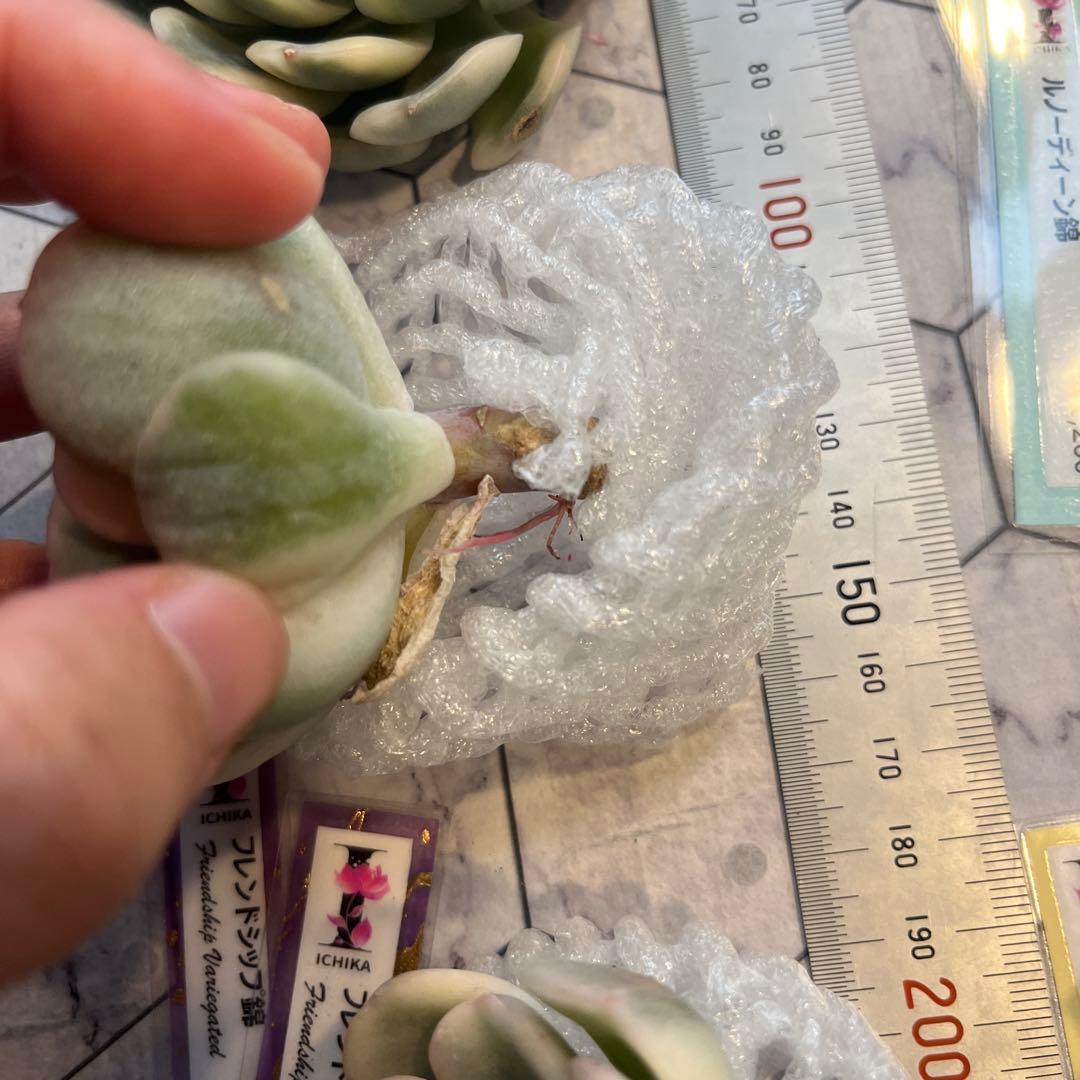 まえちゃん　韓国苗セット