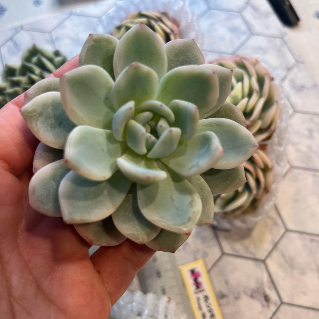 まえちゃん　韓国苗セット