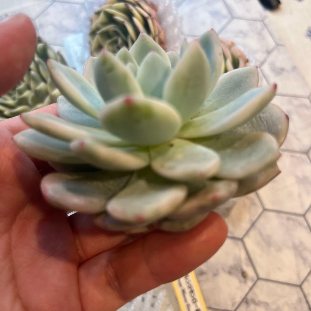 まえちゃん　韓国苗セット