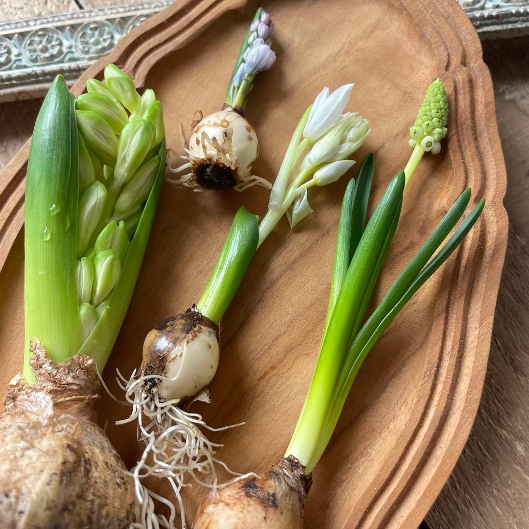 水耕栽培芽出し球根ホワイト４種セット