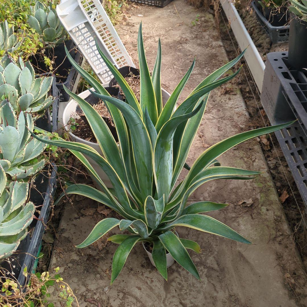 アガベ ベネズエラ デスメティアーナ 特大大株　極上株チタノタ　ドライガーデン