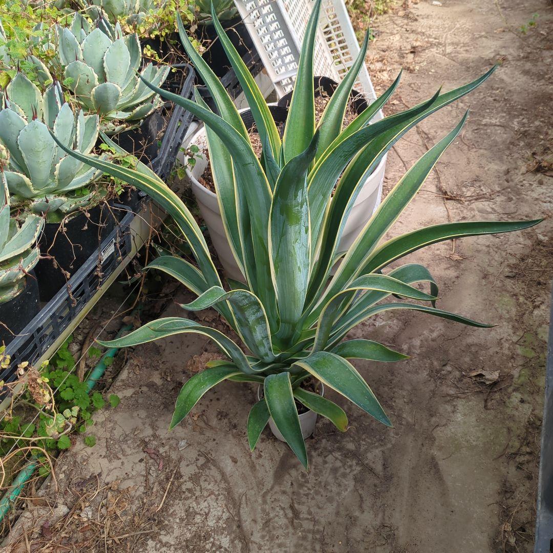 アガベ ベネズエラ デスメティアーナ 特大大株　極上株チタノタ　ドライガーデン