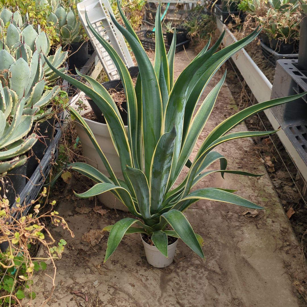 アガベ ベネズエラ デスメティアーナ 特大大株　極上株チタノタ　ドライガーデン
