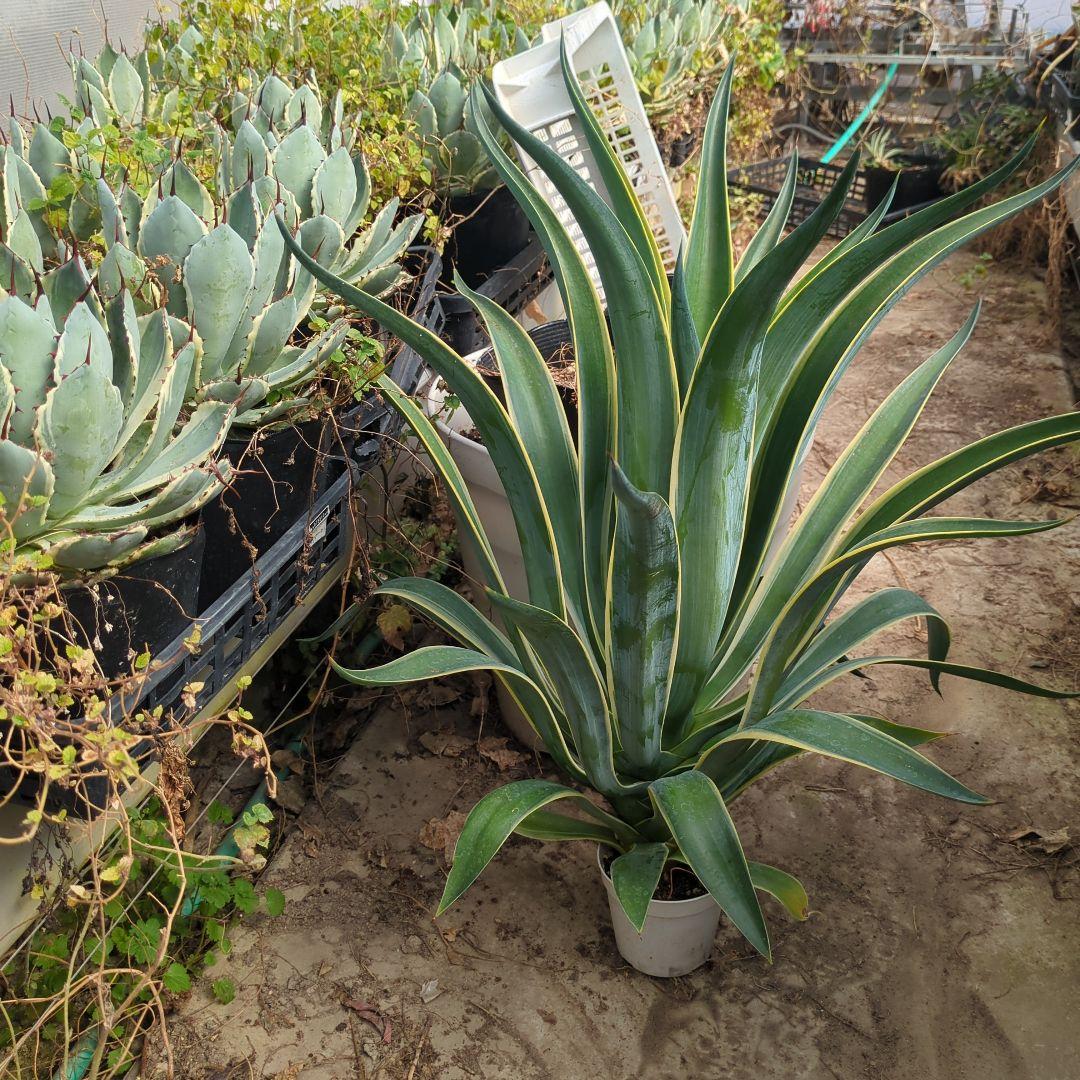 アガベ ベネズエラ デスメティアーナ 特大大株　極上株チタノタ　ドライガーデン