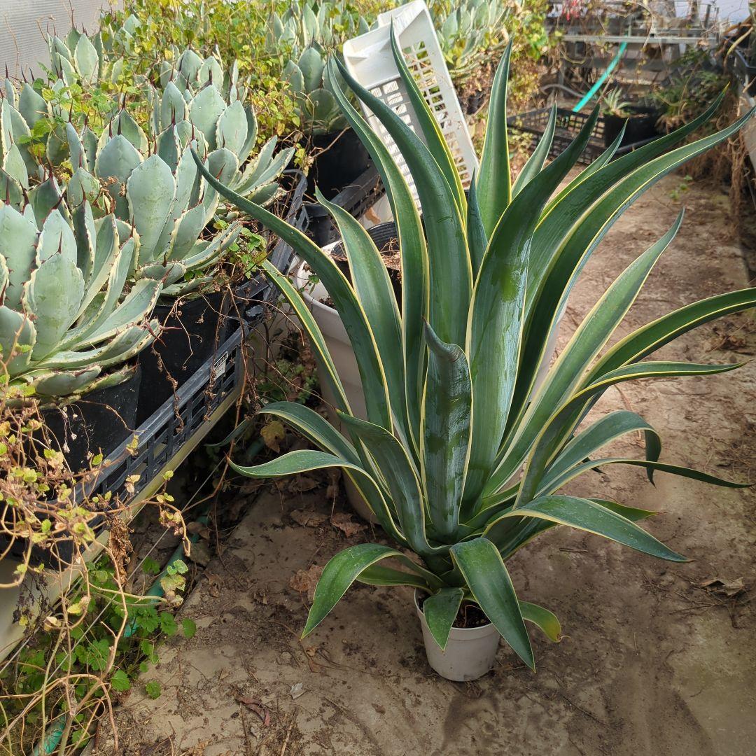 アガベ ベネズエラ デスメティアーナ 特大大株　極上株チタノタ　ドライガーデン