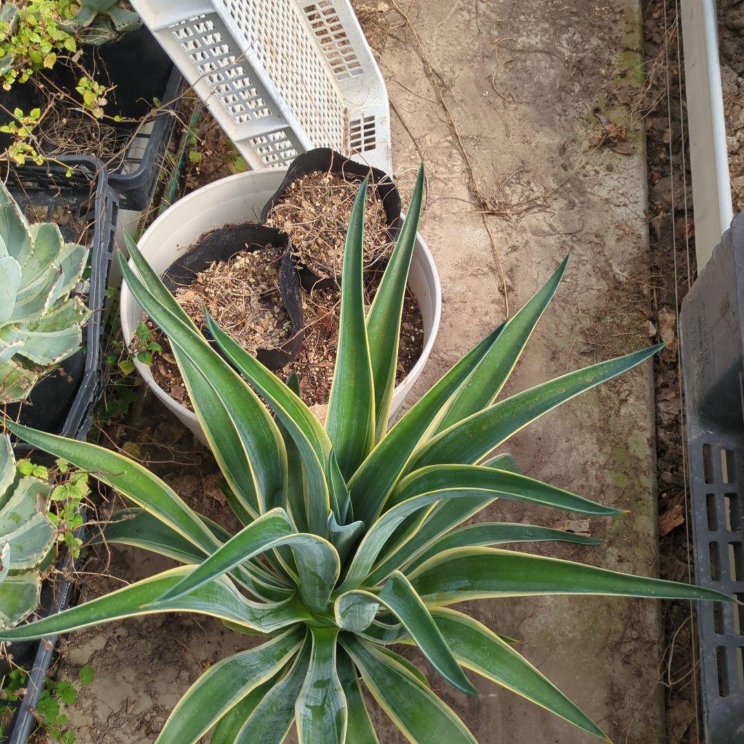 アガベ ベネズエラ デスメティアーナ 特大大株　極上株チタノタ　ドライガーデン