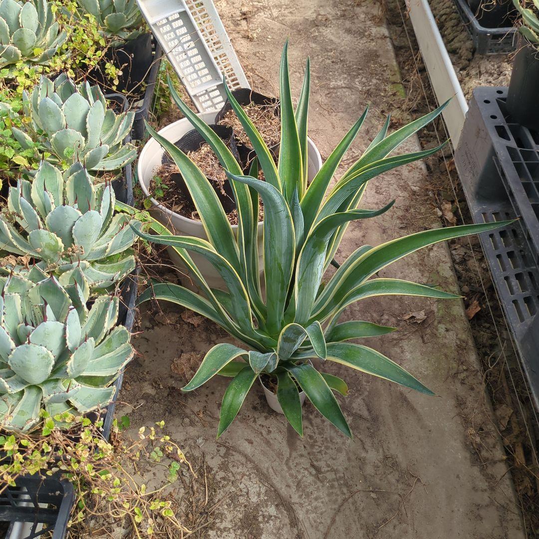 アガベ ベネズエラ デスメティアーナ 特大大株　極上株チタノタ　ドライガーデン