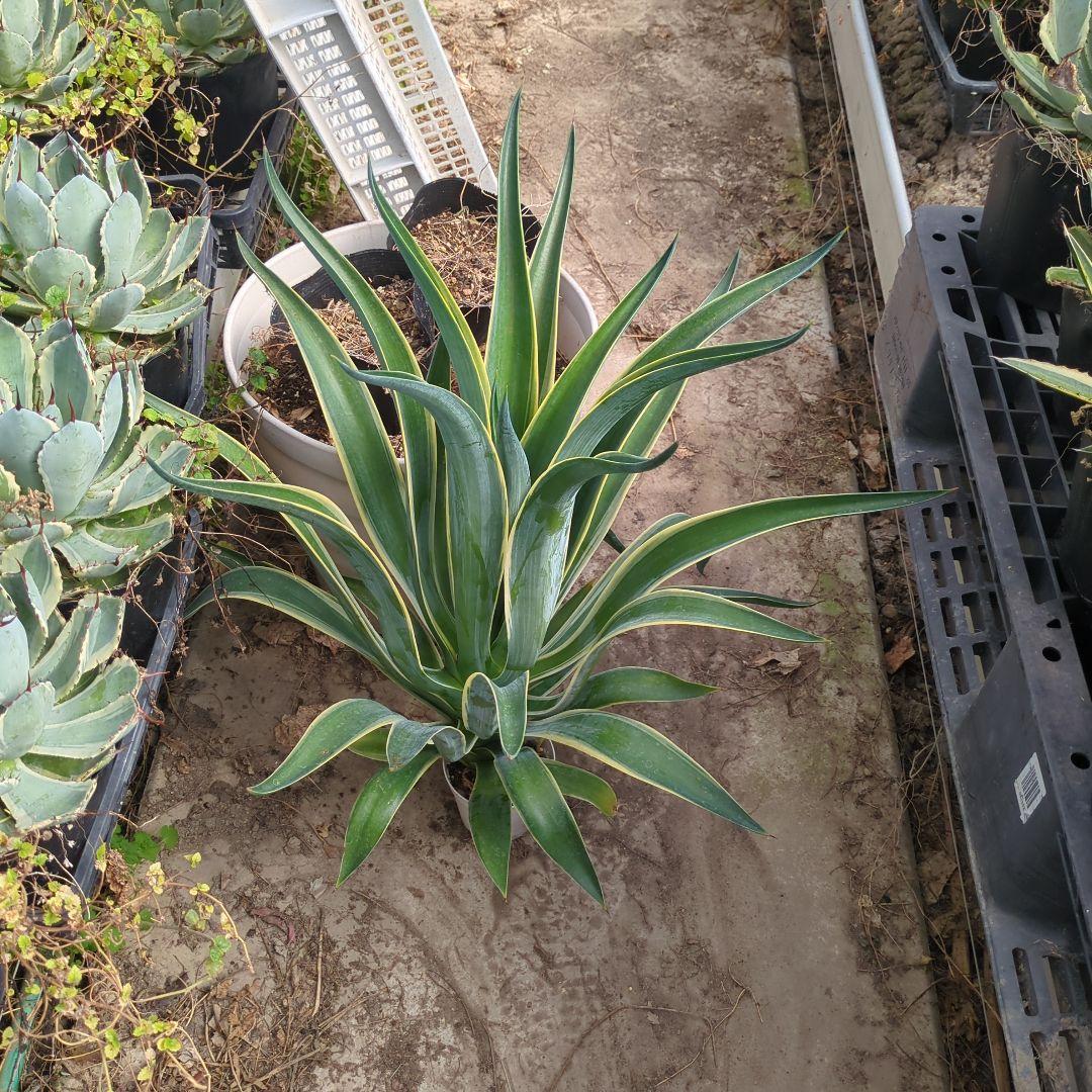 アガベ ベネズエラ デスメティアーナ 特大大株　極上株チタノタ　ドライガーデン
