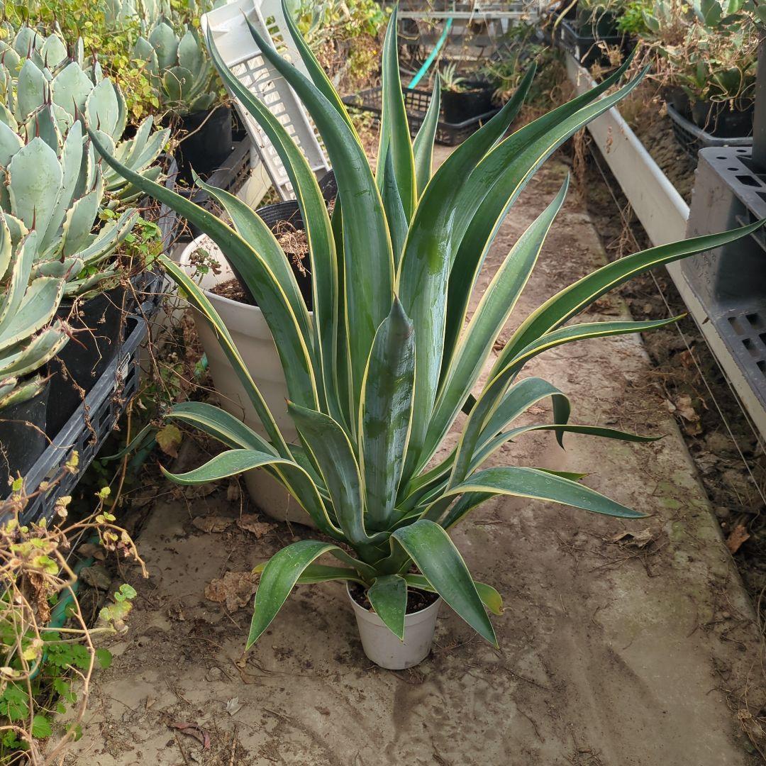 アガベ ベネズエラ デスメティアーナ 特大大株　極上株チタノタ　ドライガーデン