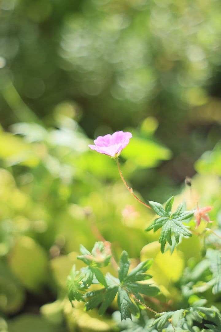 Super-Takumar 55mm F1.8 後期型 光学美品 【黄変除去済】