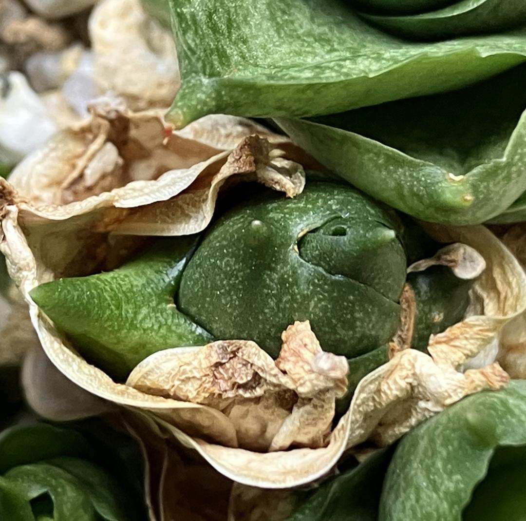 サンスベリア　Three Nine 999 子株