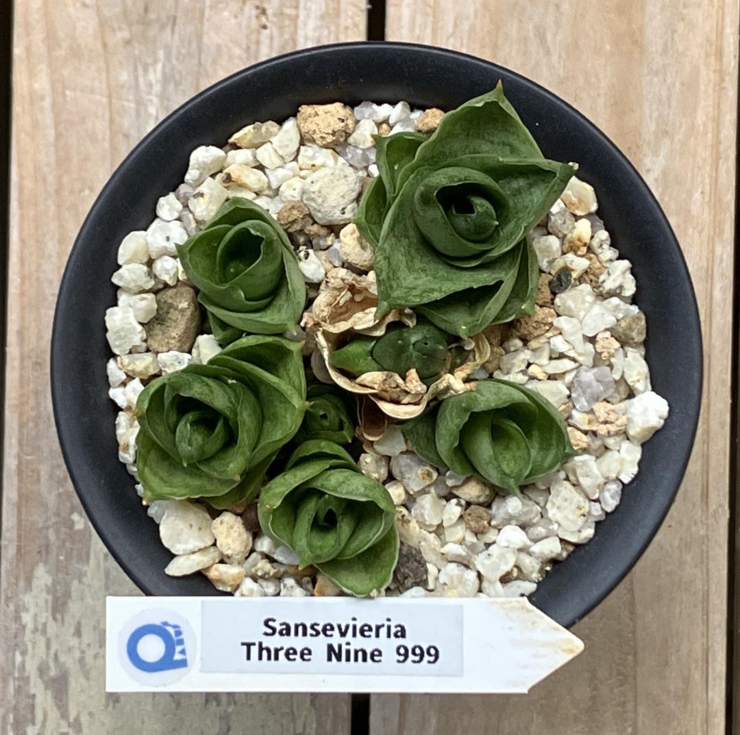 サンスベリア　Three Nine 999 子株