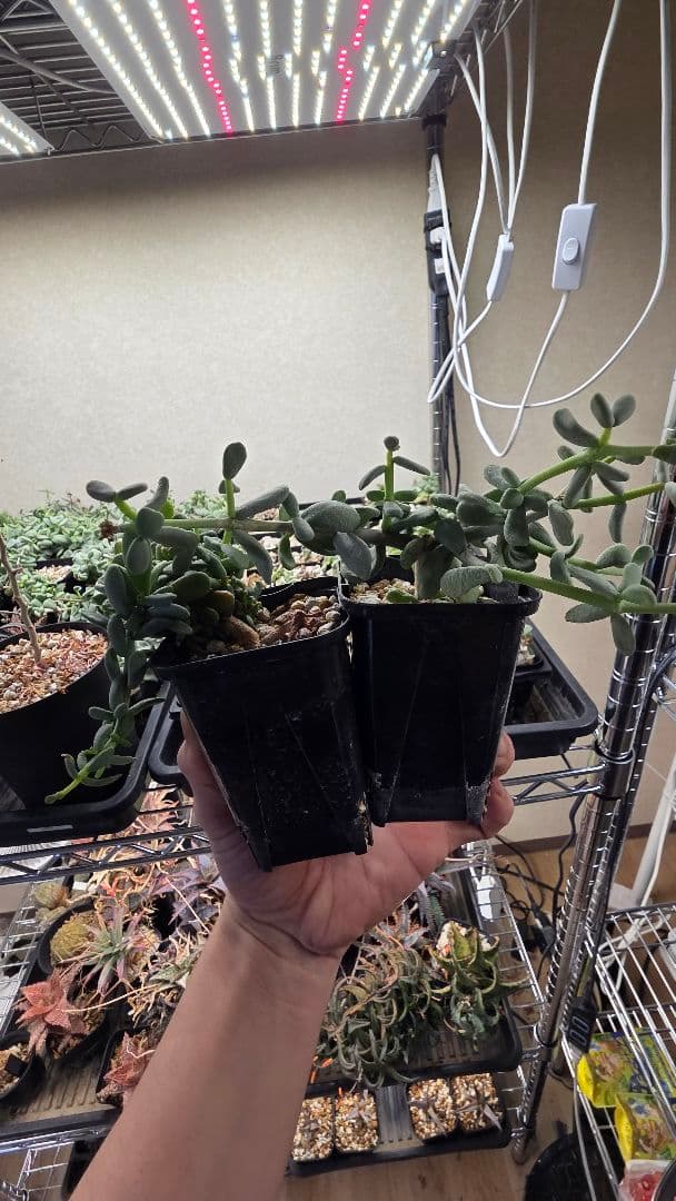 ケラリアピグマエア　実生　オスメスセット