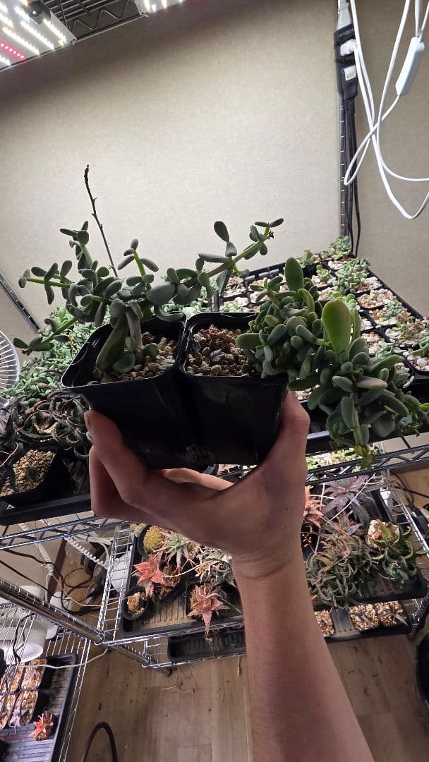 ケラリアピグマエア　実生　オスメスセット