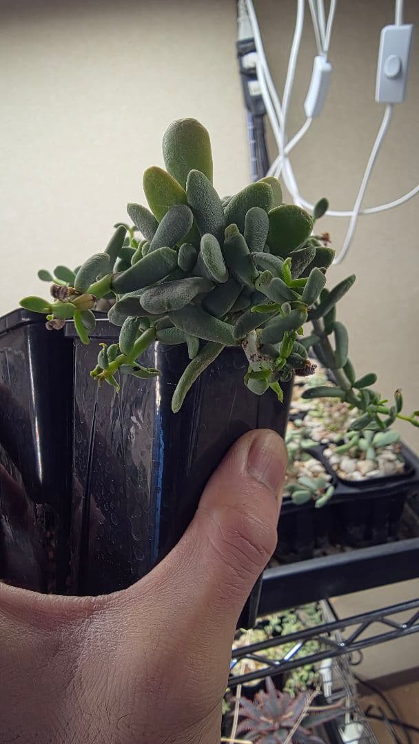 ケラリアピグマエア　実生　オスメスセット