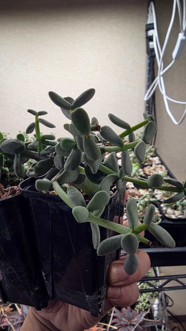 ケラリアピグマエア　実生　オスメスセット