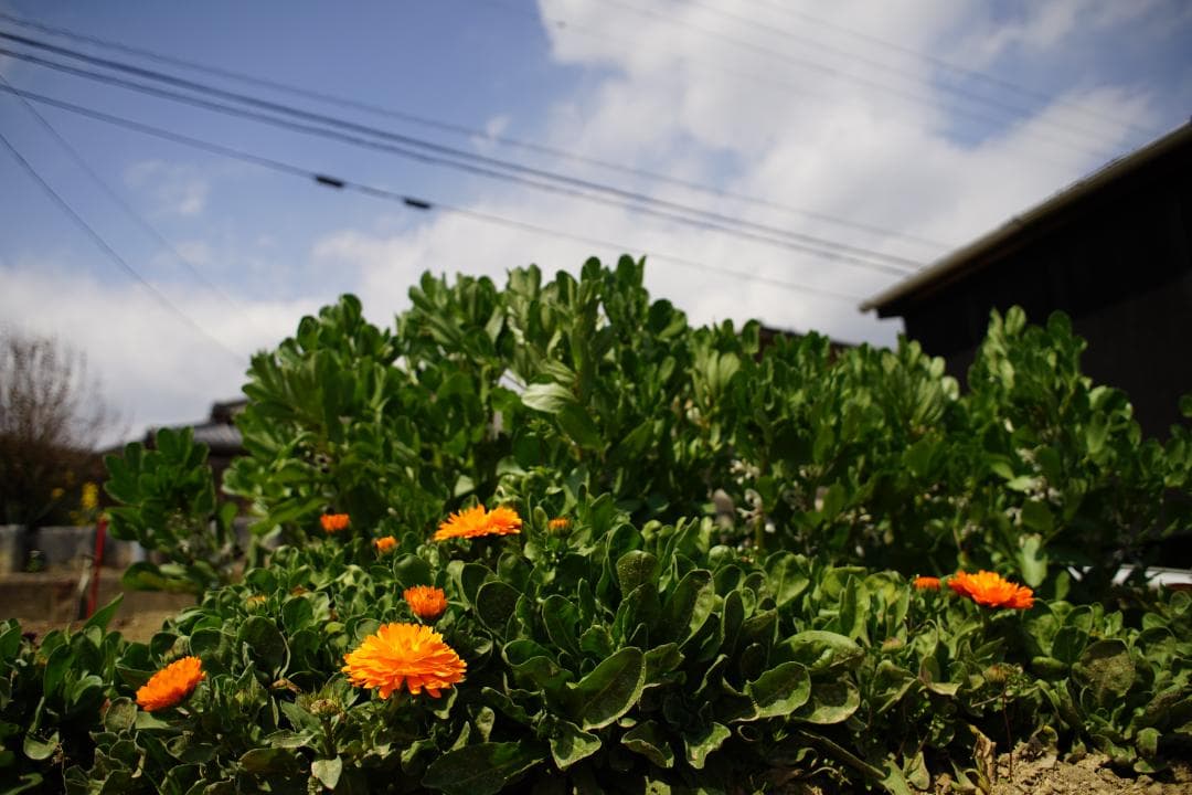 【美品】ニコン Nikon Ai Nikkor 24mm f/2.8S