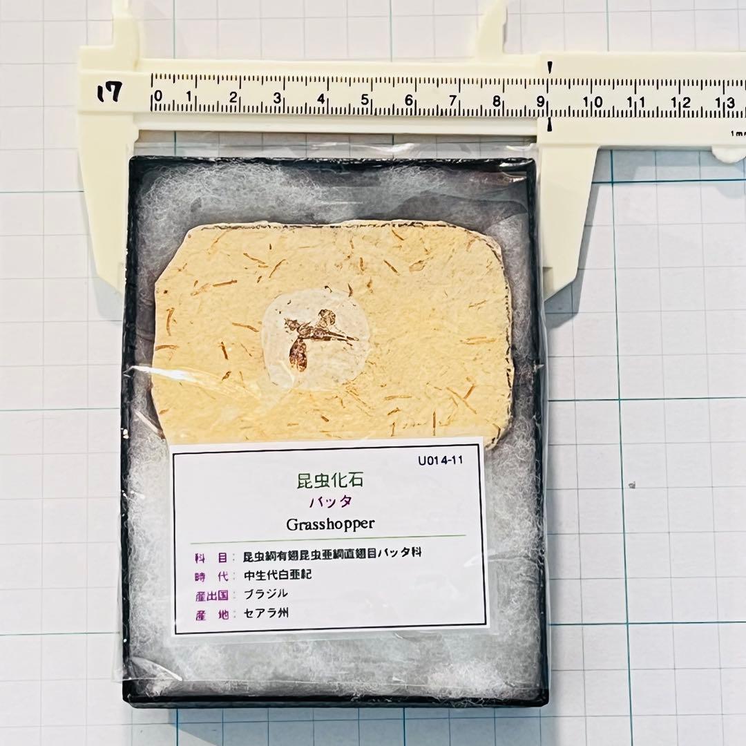【超希少】バッタの化石