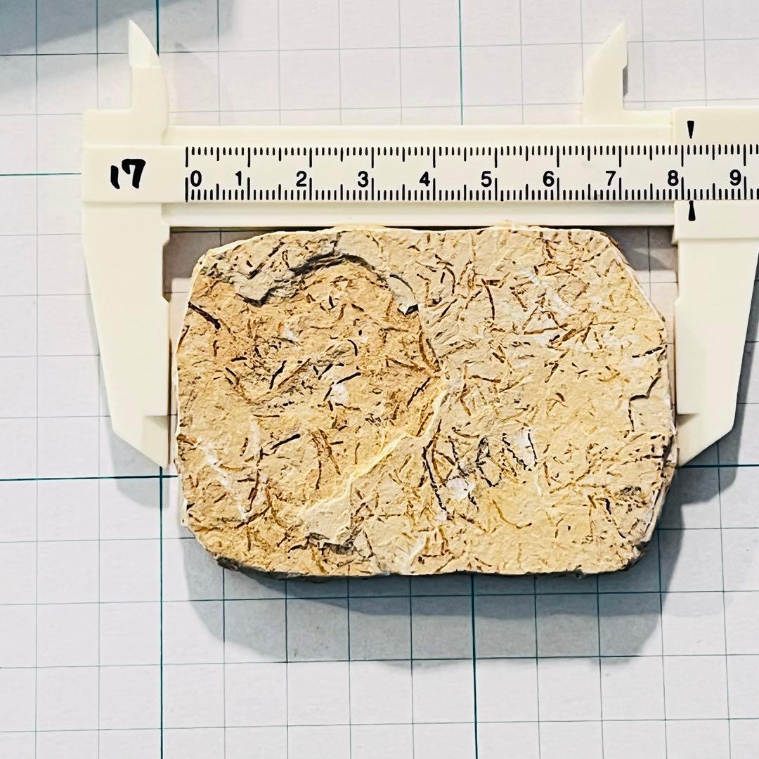 【超希少】バッタの化石