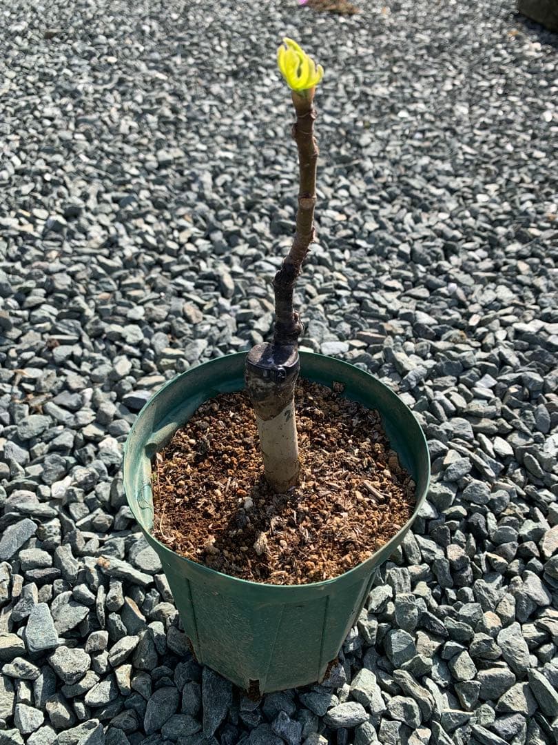 希少樹種　　イチジク Partridge Eye （ パラトリッジ アイ ）　苗