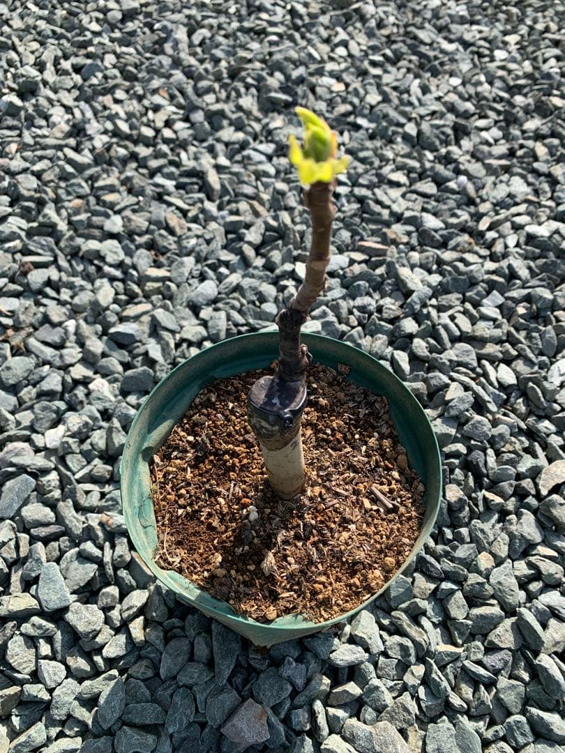 希少樹種　　イチジク Partridge Eye （ パラトリッジ アイ ）　苗