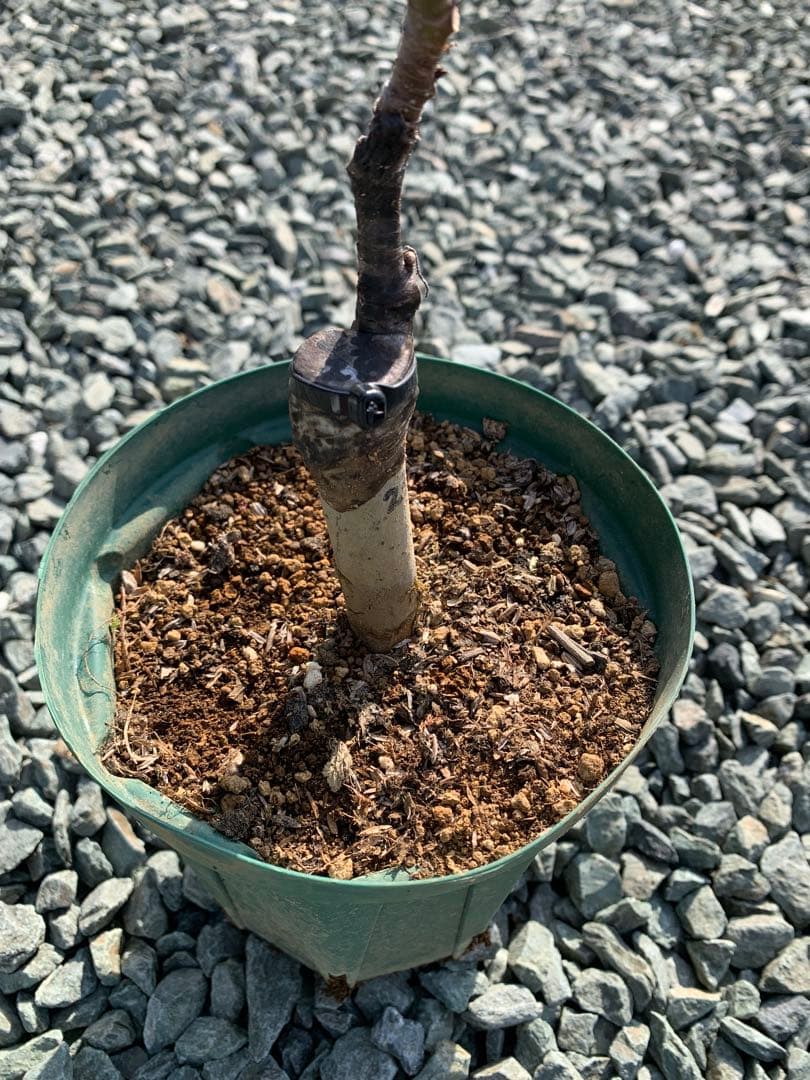 希少樹種　　イチジク Partridge Eye （ パラトリッジ アイ ）　苗