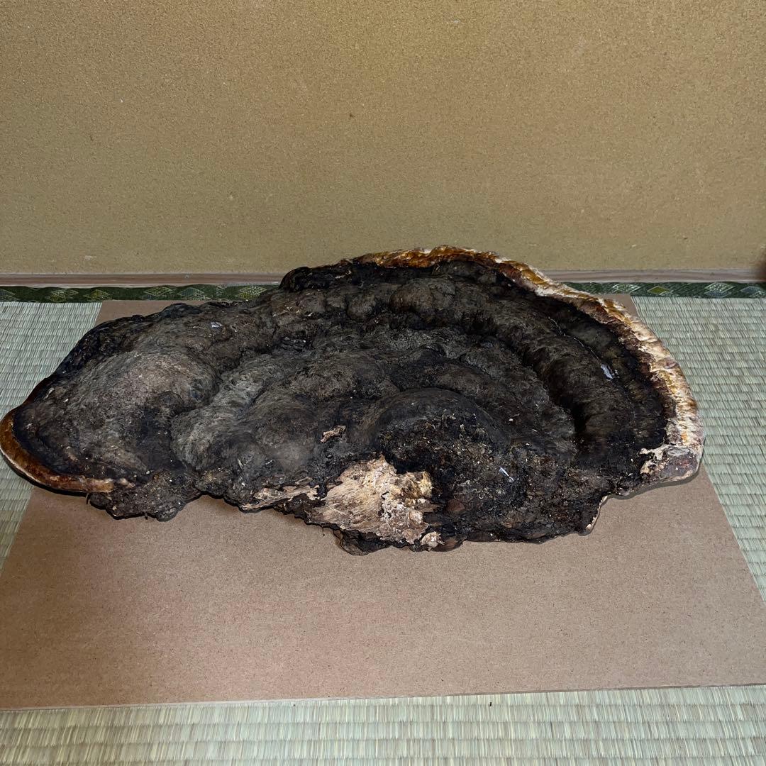 長野県産天然　超特大サルノコシカケ52cm