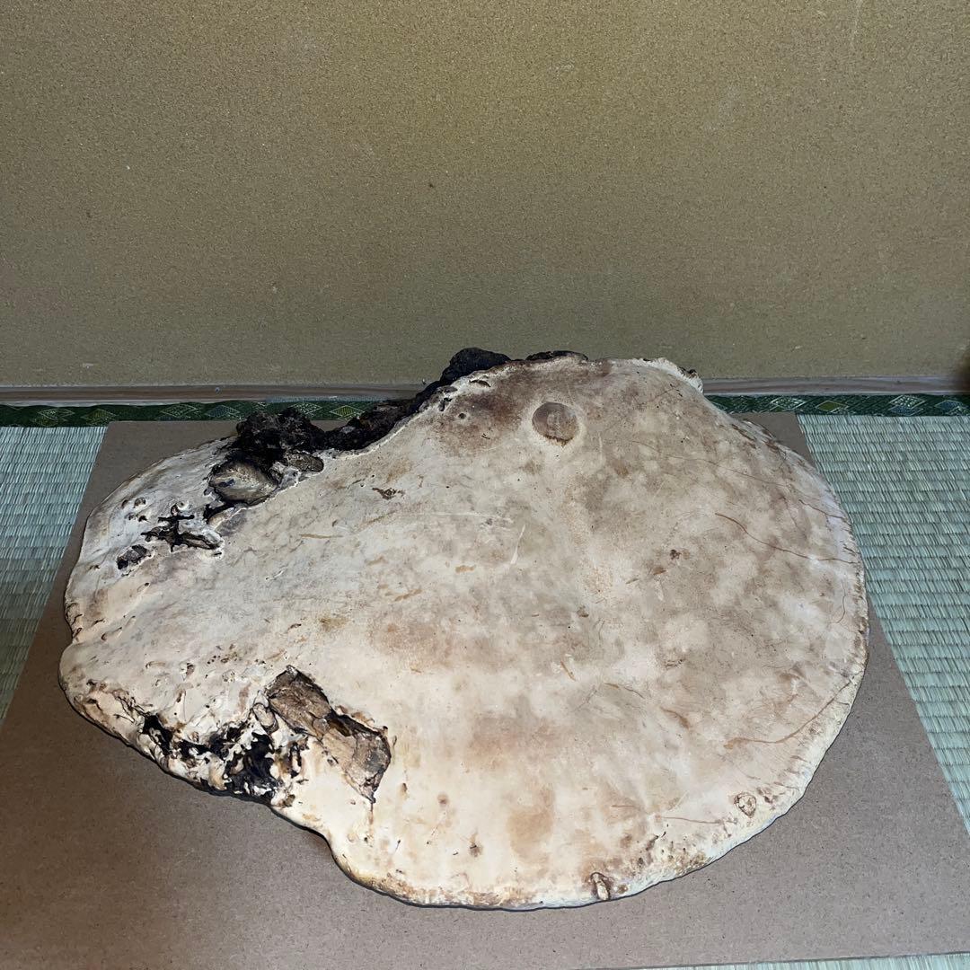長野県産天然　超特大サルノコシカケ52cm
