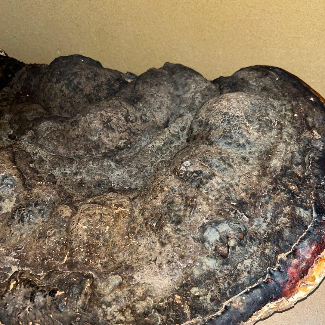 長野県産天然　超特大サルノコシカケ52cm