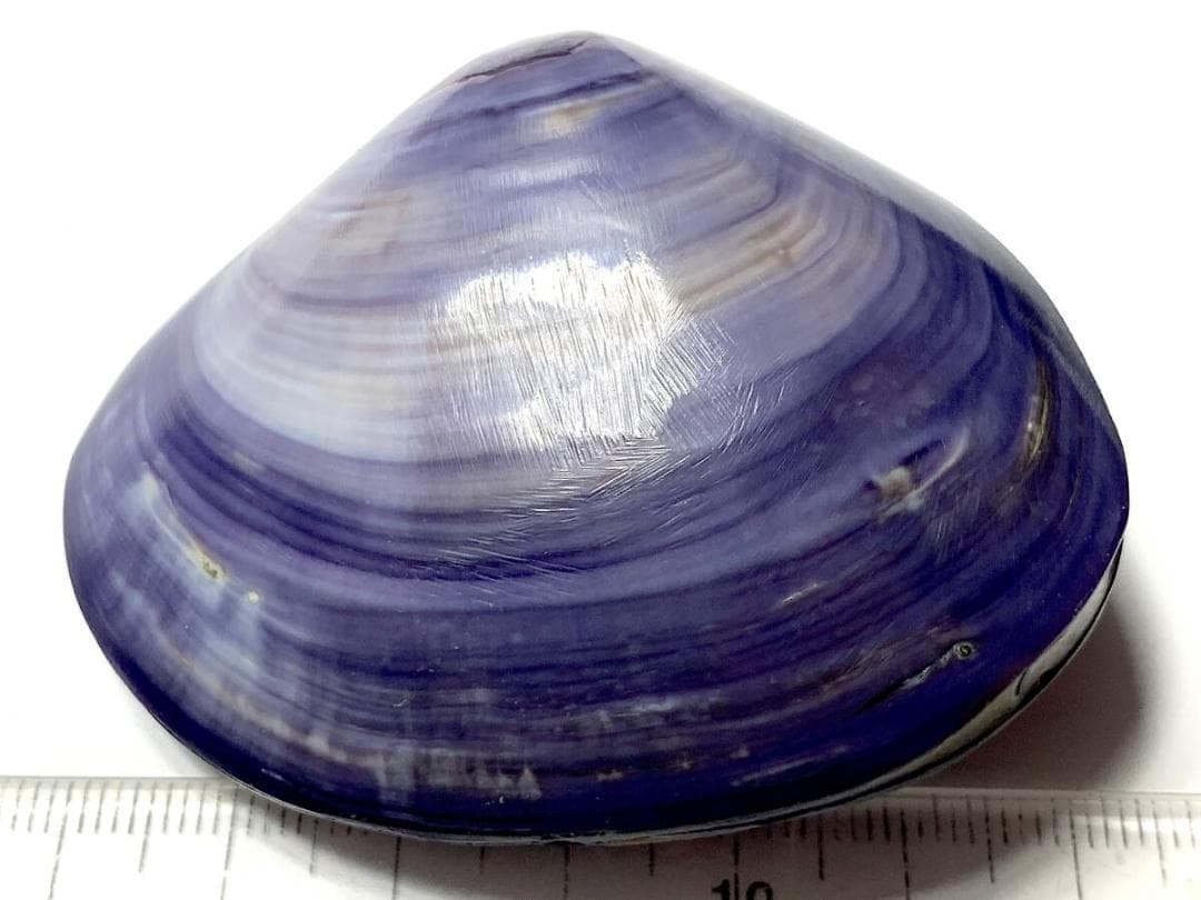 コエポン　貝殻標本４点