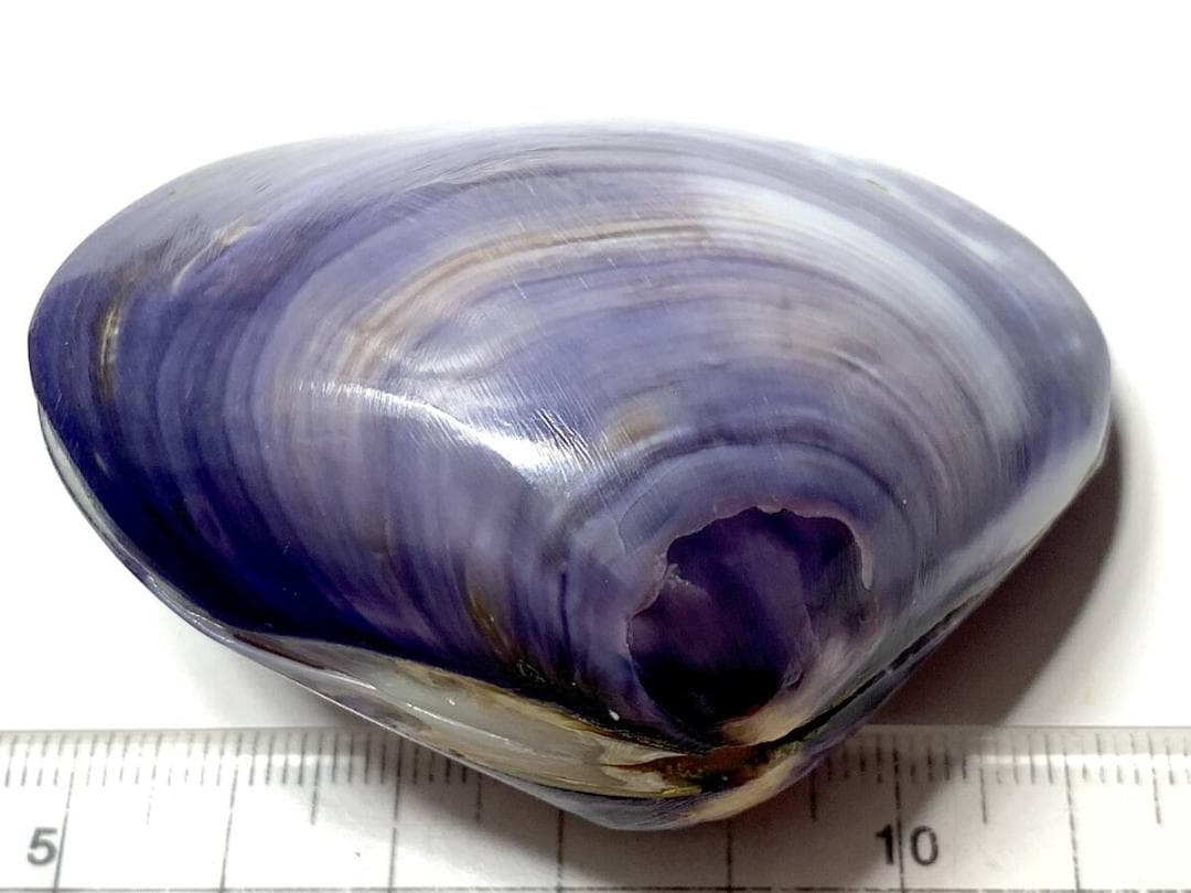 コエポン　貝殻標本４点