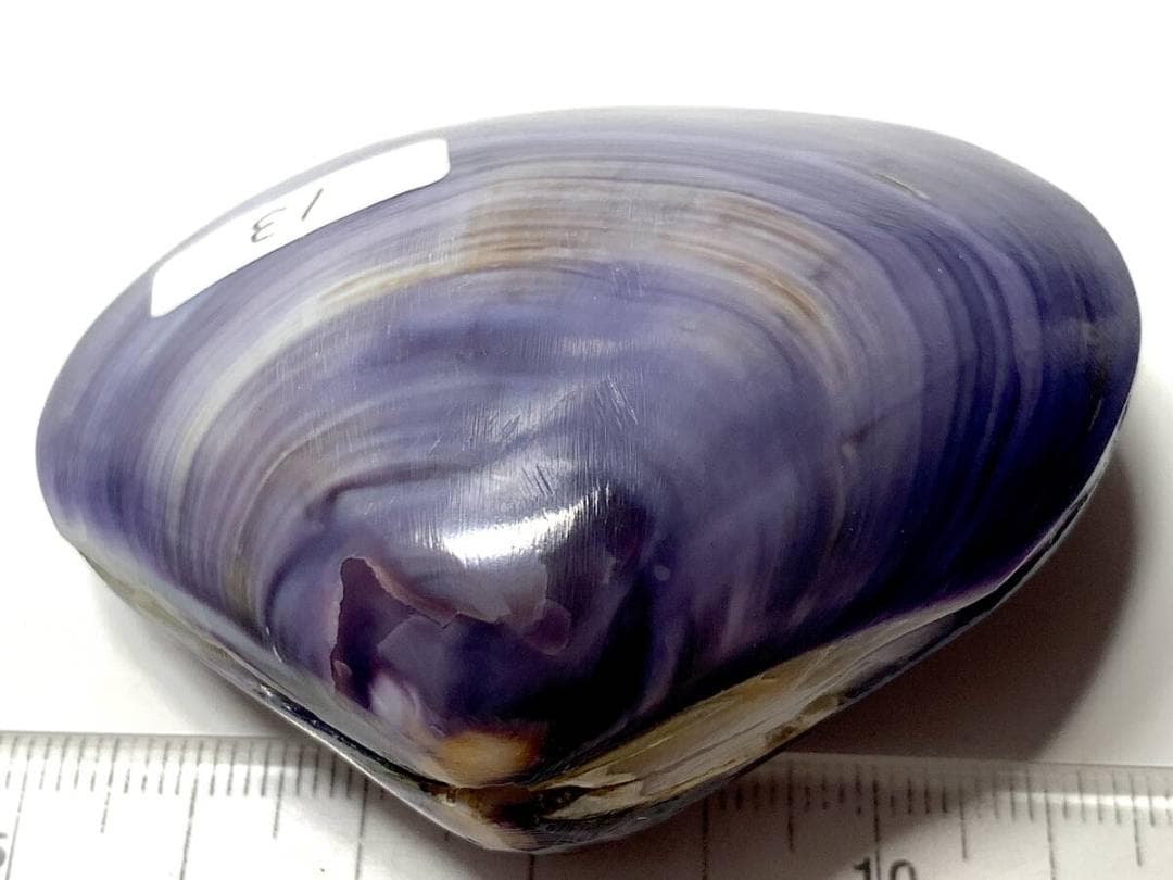 コエポン　貝殻標本４点