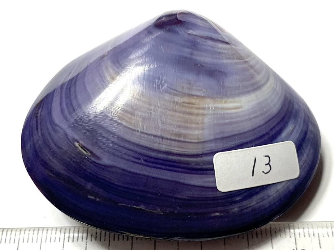 コエポン　貝殻標本４点