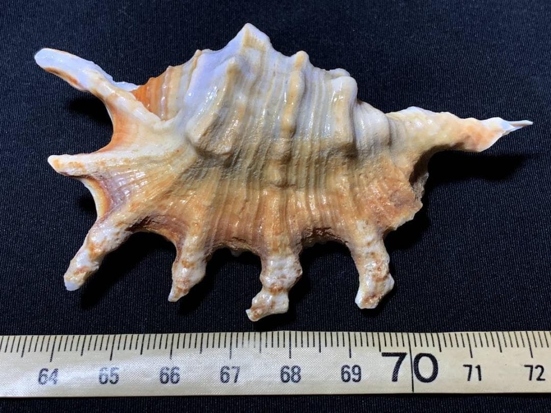 コエポン　貝殻標本４点